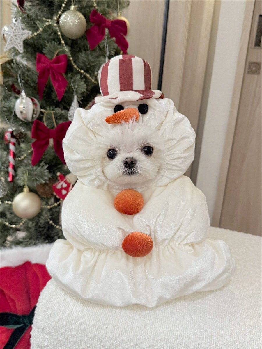 まって、スリコの雪だるまが想像以上に可愛すぎた🤦‍♀️🤍