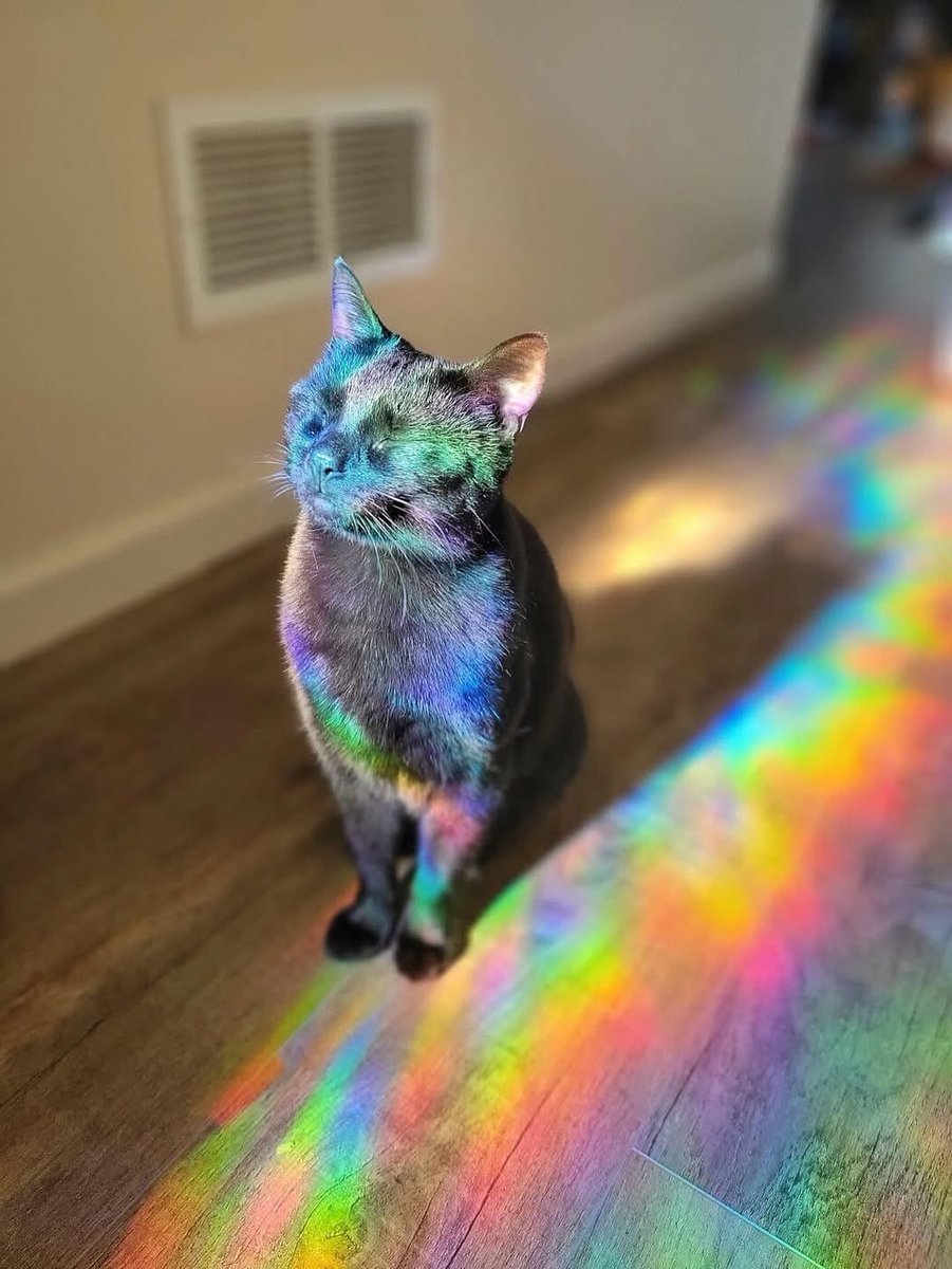 Black cats are not bad luck tweet media