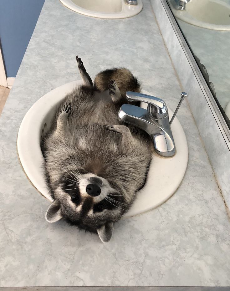 raccoon with confusing auras tweet media