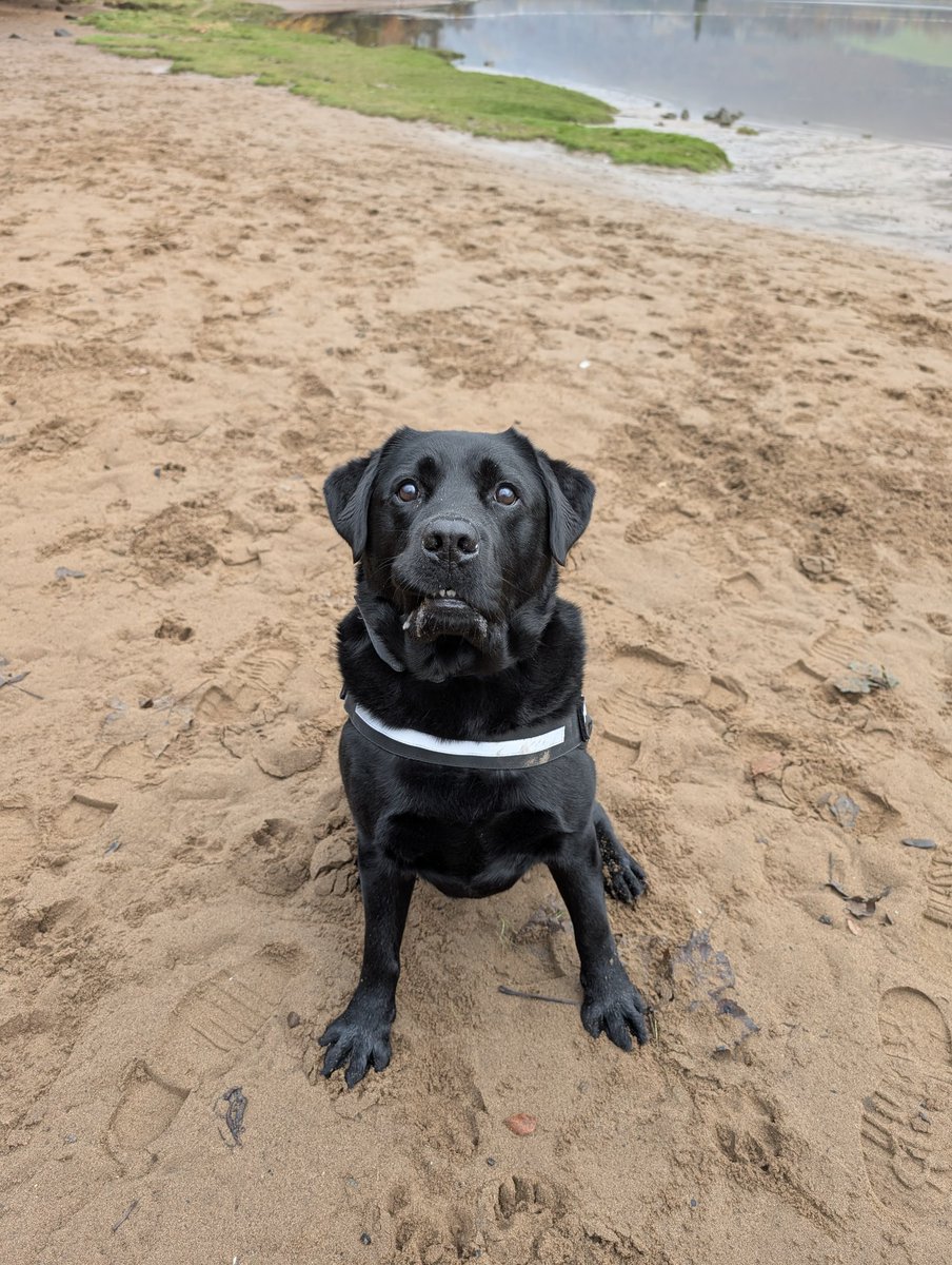 Peaty's Philosophy -

Chasing Tennis balls in river water- YES YES YES

Nice clean, warm water for a bath - NO NO NO

Rinsing Mum &amp; Dad's bank account for treats after my traumatic experience - YES YES YES

Follow me for more tips! 🐾🐾