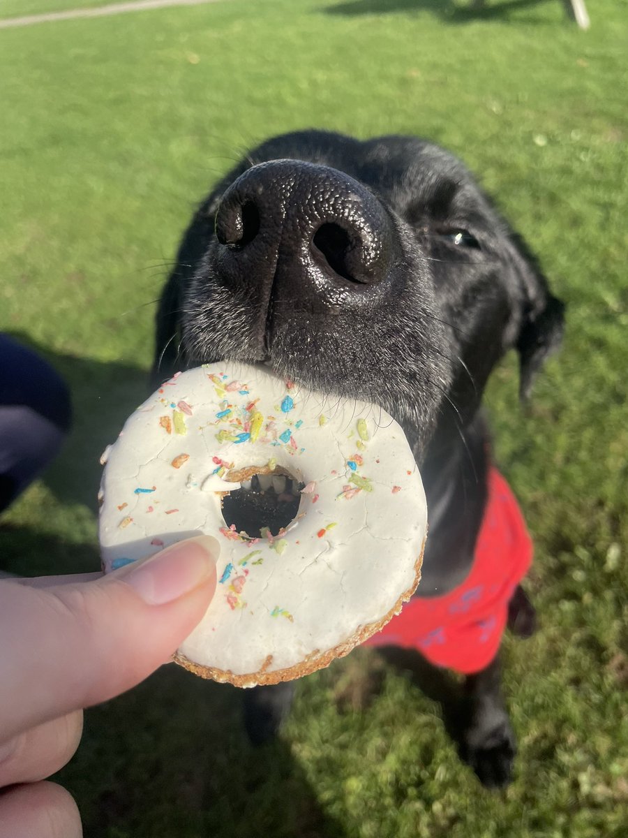 ⚽️Leo the Bangor dog🏴󠁧󠁢󠁷󠁬󠁳󠁿 tweet media