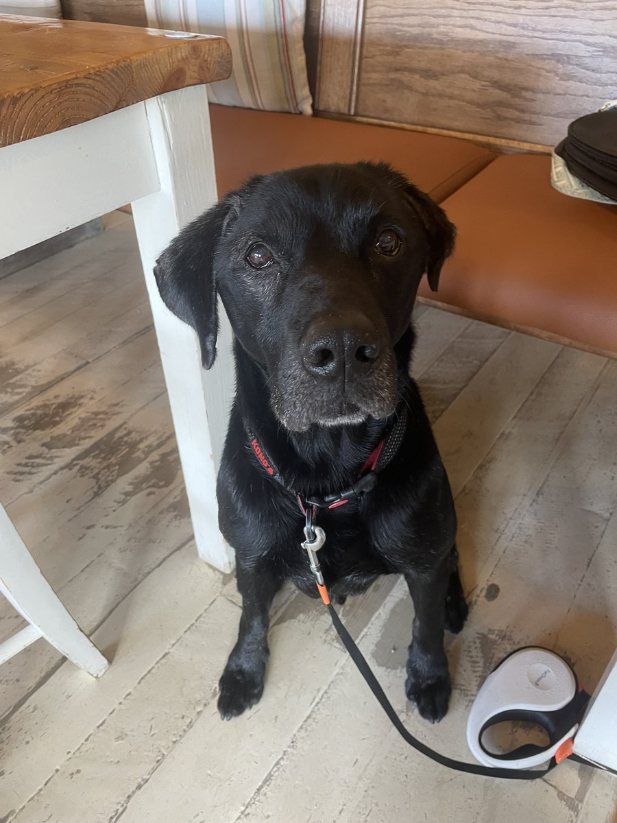 ⚽️Leo the Bangor dog🏴󠁧󠁢󠁷󠁬󠁳󠁿 tweet media