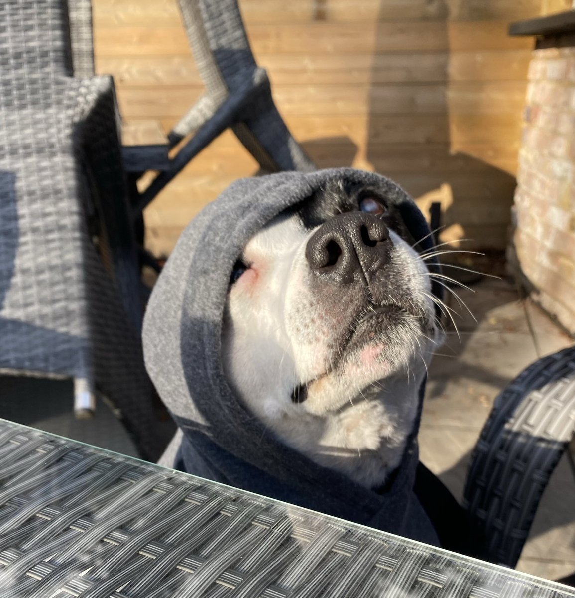 Auditioning for the next series of The Traitors <a href="/TheTraitorsUK/">The Traitors UK</a> #staffiesaturday