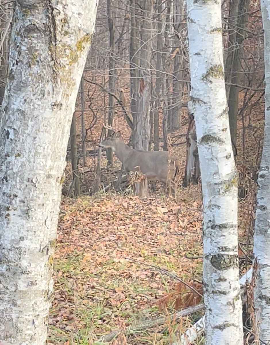 Jeremy Baumbach tweet media