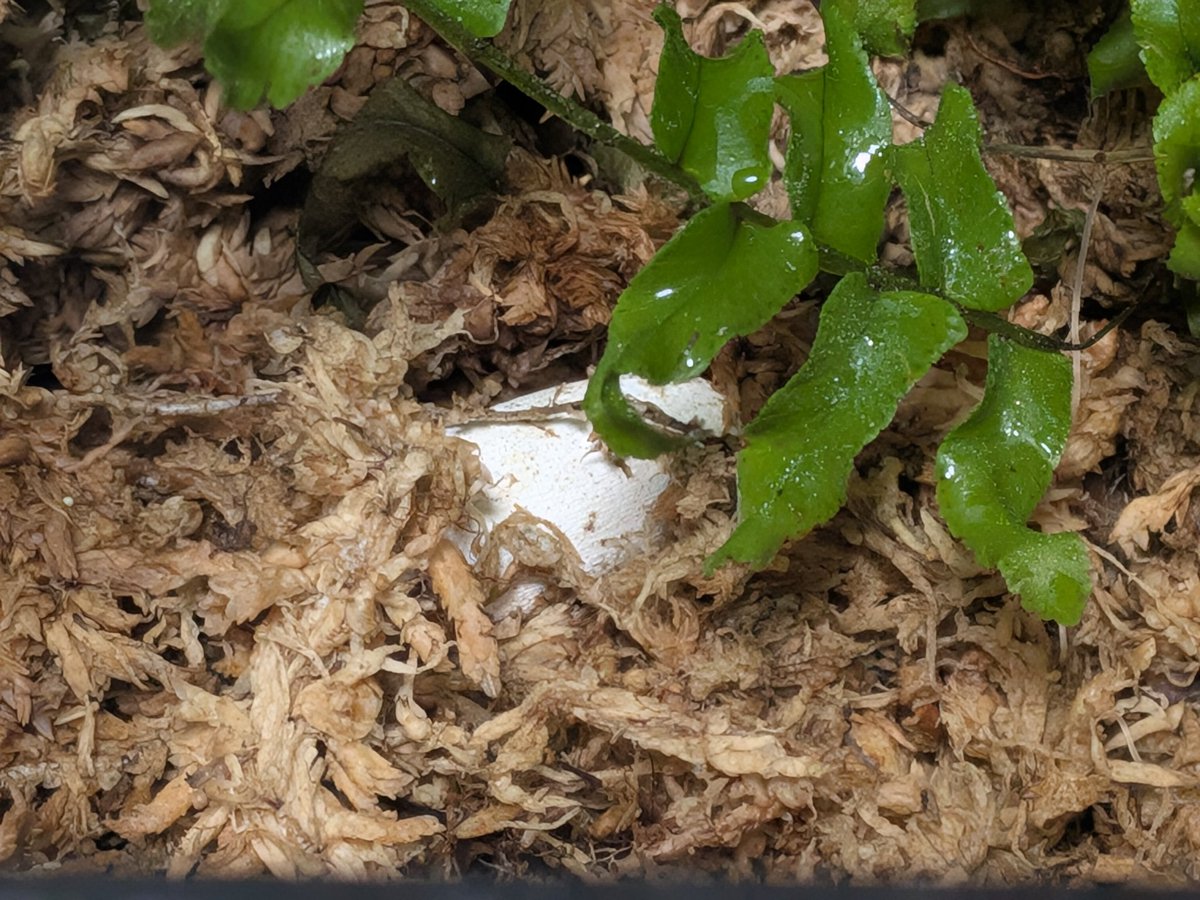 beginner3J's tweet image. アカメカブト産卵2個目。
管理方法は1つ目と同じでやります。