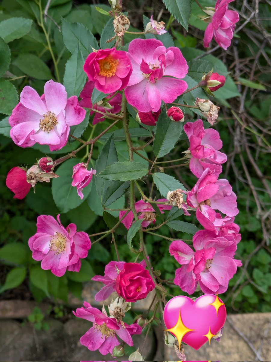 かりめろ カリメロ