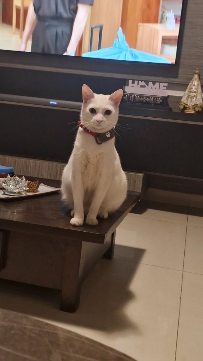 esterbeatriz's tweet image. Julga mais que o Xandão...