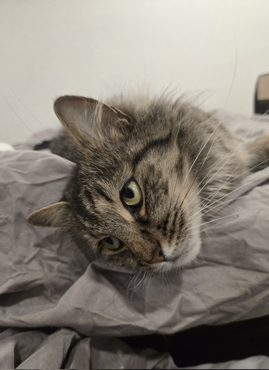 tlitman's tweet photo. Good morning and happy #Caturday everyone ❤️ https://t.co/fBHBVZCU18