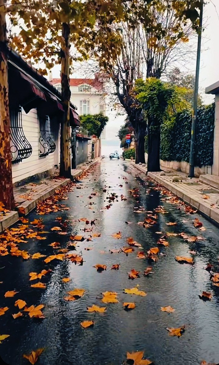 Feriminaee's tweet photo. In the rain-slicked alleys of autumn, gentle showers weave threads of forgotten memories, while amber leaves whisper verses in gold. 🍂☔ 
@Architectolder
@earthcurated
#AutumnVibes #RainyDays #FallPoetry #NatureLovers #CozySeason #travel #autumn #nature #photo #photography https://t.co/C1vstrciTF