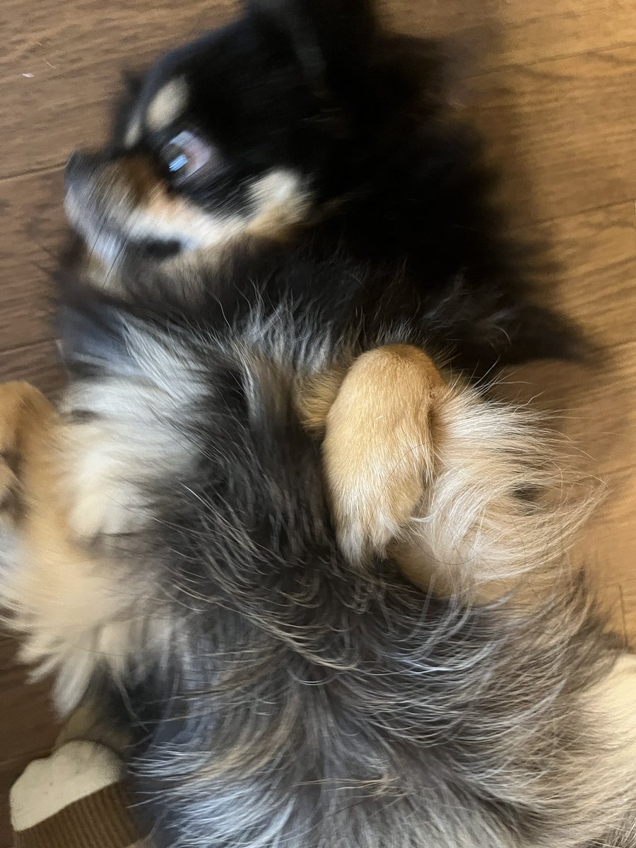 かぶチワワLv14 (@kabuchiwa) / Posts / X