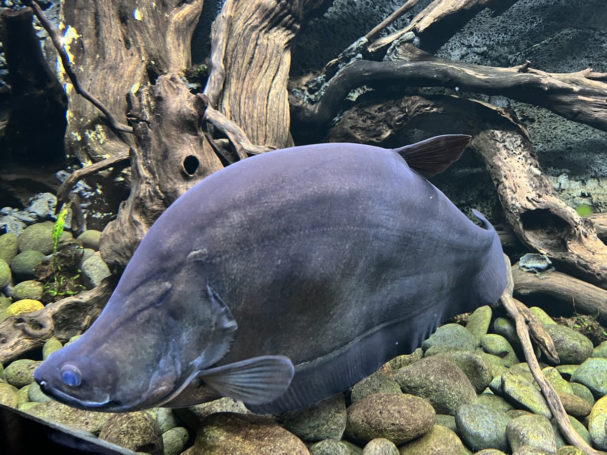 Hampir punah gerara ditangkepin dibikin pempek dan kerupuk.