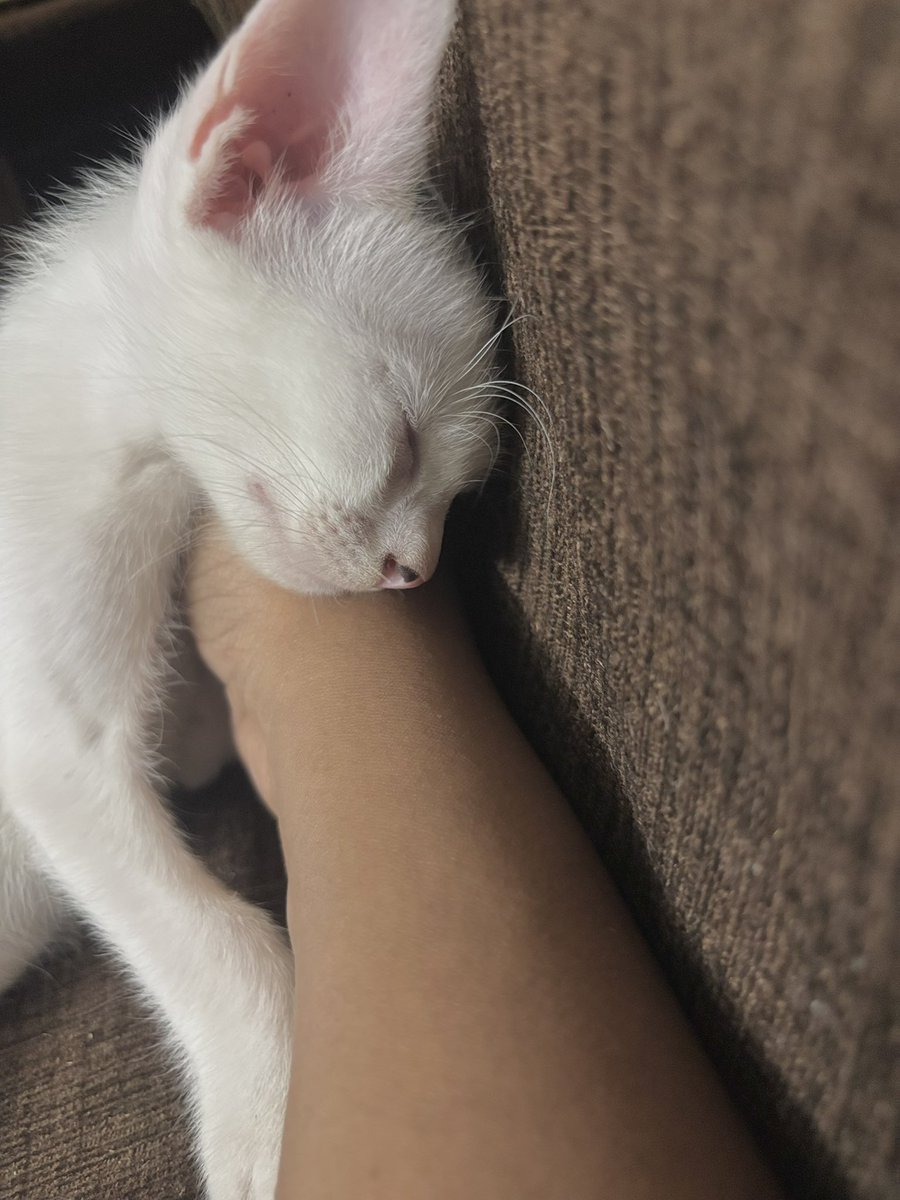 chithuspriya's tweet photo. When she was in her la la land 🐾 https://t.co/FV9dL3Clfv