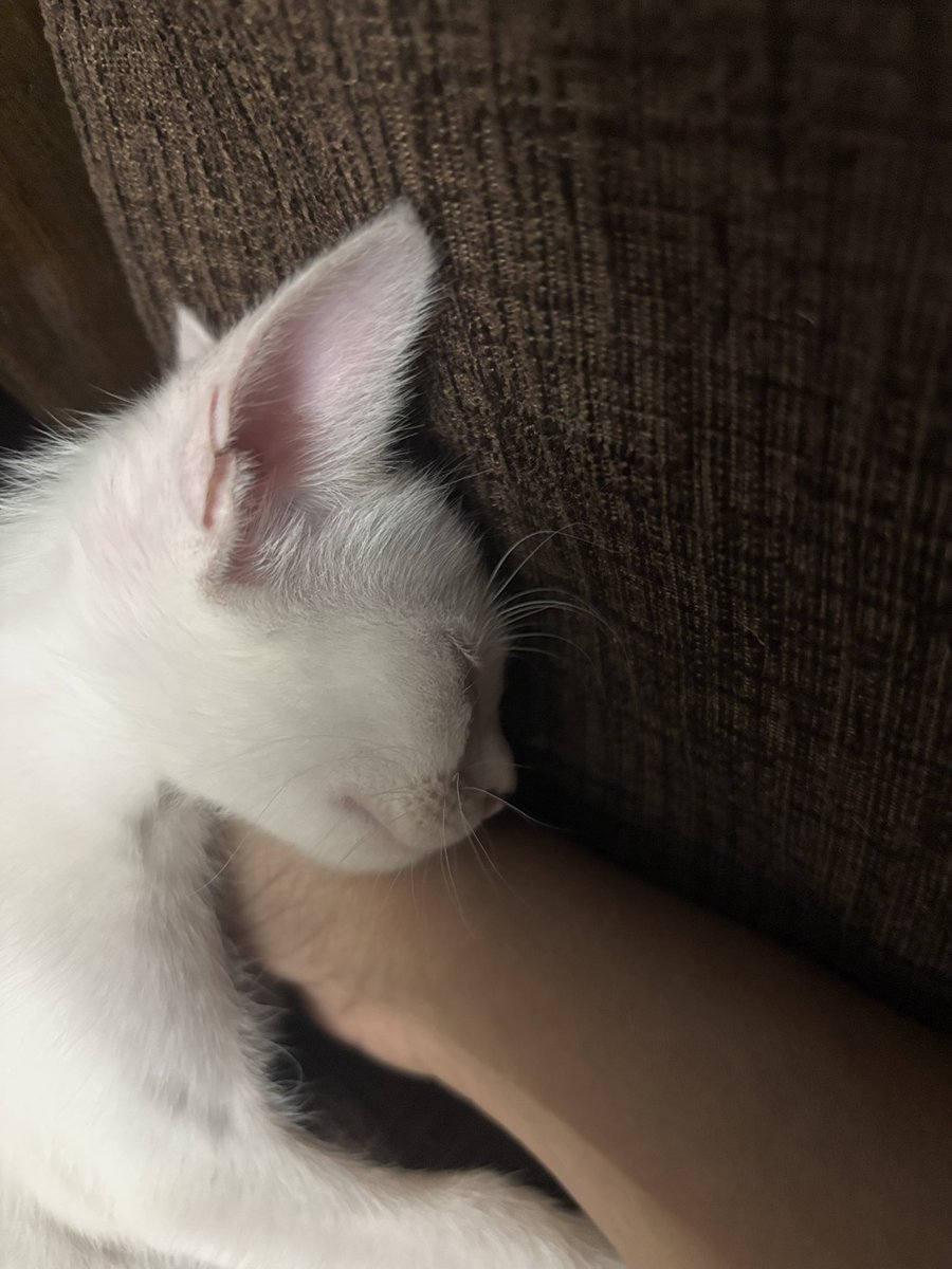 chithuspriya's tweet photo. When she was in her la la land 🐾 https://t.co/FV9dL3Clfv