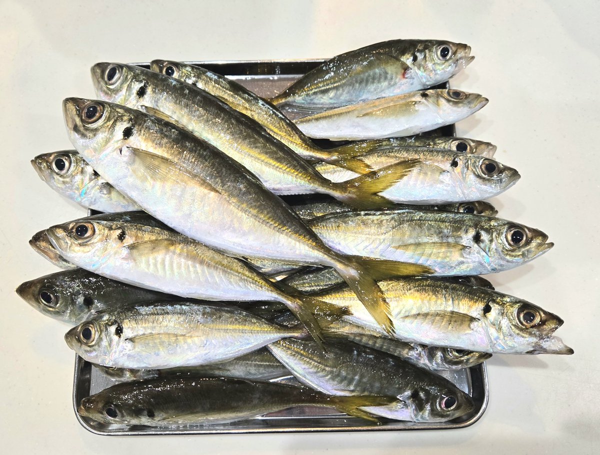 南伊勢アジング🎣

MAX24cm、
コンディション良し。

水温高くて場所によっては
まだまだ数いけそう。