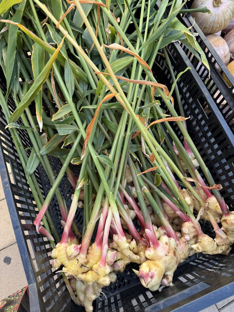 WDCGardener's tweet photo. iPhone IDed this ginger as an “ornamental onion” #hardfail — this is why I don’t trust plant identification apps nor recommend any when folks ask. They can get you sometimes in the ballpark, but you still need to do your own work to confirm their suggestions. #gardendc #gardening https://t.co/sriaZurHLG