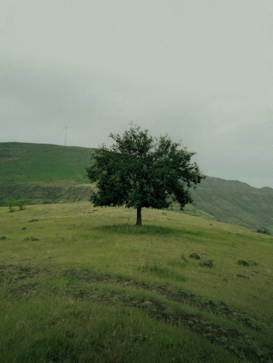 arthextic's tweet image. something beautiful about lonely tree