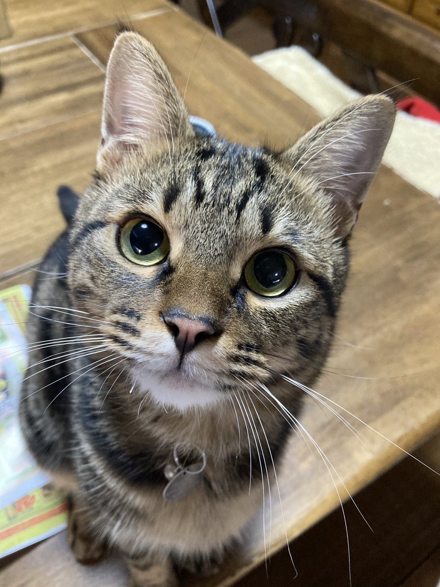 ぴーちゃん305【招き猫販売中】 on X