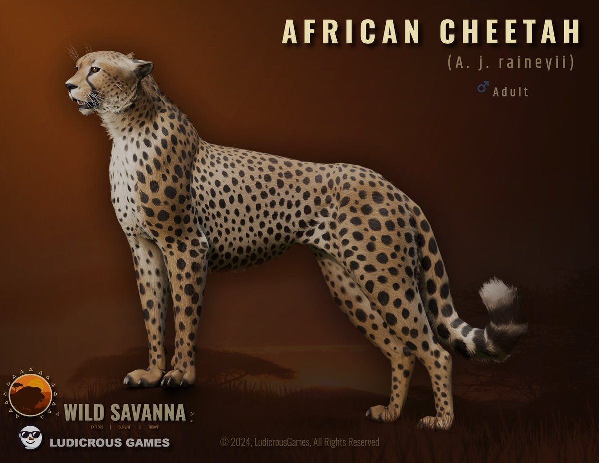 The African cheetah (Acinonyx jubatus) is the fastest land animal on Earth — sleek, lightweight, and built for speed. Slender legs, small unsheathed claws, and a flexible tail give it unmatched agility.
Top speed: 58 mph / 93 km/h.

Made by <a href="/nottt_mimi/">Mimi</a> and @LudicrousCunningFox