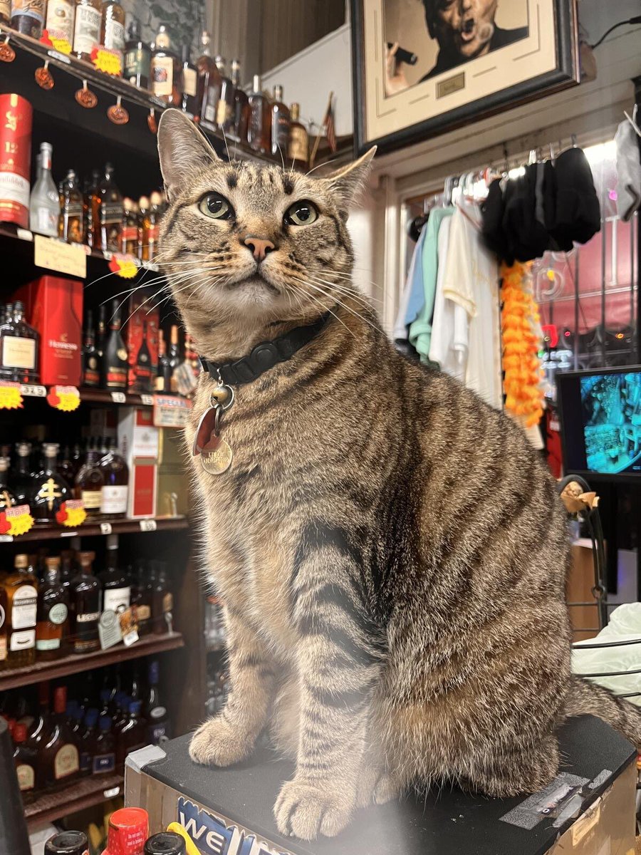 blossom532484's tweet photo. @OfficialTravlad @rememberkitkat One cat. One city. One movement that refuses to fade.
#JusticeForKitKat starts here with us, with $KITKAT. 🐾
CA: 9XgfFWPxPU6hyDyGtfhC9D6eyRE3RUSgAYKHRznWpump https://t.co/pdM3aT7lHp