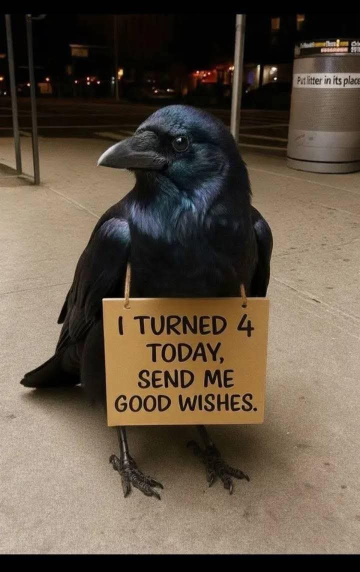 allaboutcrows's tweet image. 