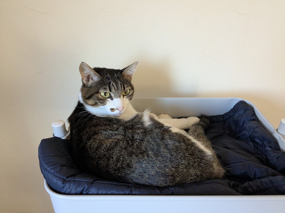 yama@猫飼っています 修理、連絡ページ yama@猫飼っています 様 専用