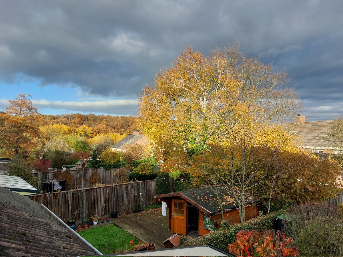 mathildeontwit's tweet image. Als de zon schijnt lijken de bladeren van goud ☀️🍂🍁😍