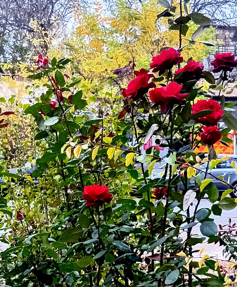 Катерина Галич tweet media