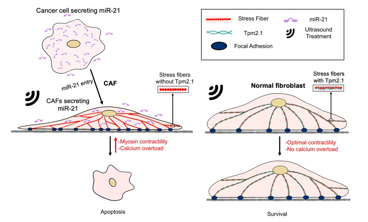 An exciting study from 'Mechanobiologics Lab' is out in 'Biomaterials' Journal. It reveals how ultrasound induces mechanoptosis in cancer-associated fibroblasts, weakening tumors from within. 
This work was led by Gomathi (PhD) and Arka Roy (MTech). lnkd.in/gSNSvM2y
