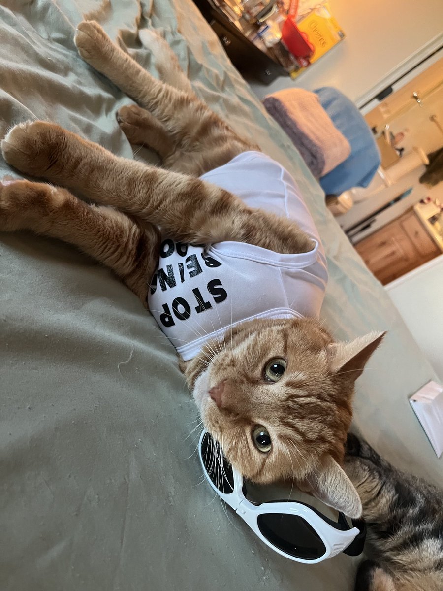 Aaronlovespatty's tweet photo. GM! Another day of rehab for this guy♥️. Another day of support from the Gus community. Gus appreciates everything everyone has done for him. He will be running around soon😻 https://t.co/XJEA64YoFQ