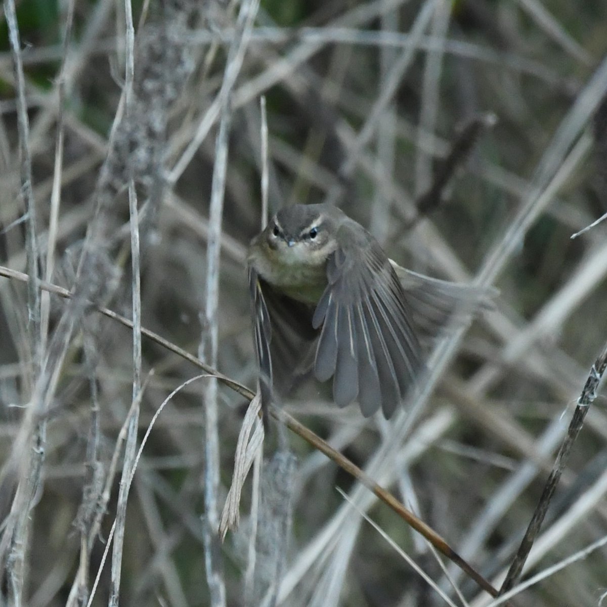 Baldbirder tweet media