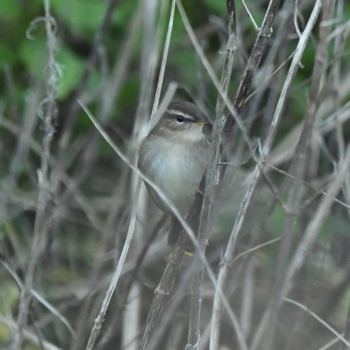 Baldbirder tweet media