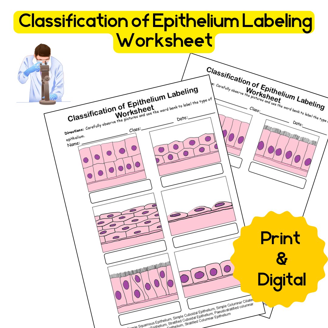 This weekend, I dedicated my time to creating 𝐇𝐢𝐬𝐭𝐨𝐥𝐨𝐠𝐲: 𝐂𝐥𝐚𝐬𝐬𝐢𝐟𝐢𝐜𝐚𝐭𝐢𝐨𝐧 𝐨𝐟 𝐄𝐩𝐢𝐭𝐡𝐞𝐥𝐢𝐮𝐦 𝐋𝐚𝐛𝐞𝐥𝐢𝐧𝐠 𝐖𝐨𝐫𝐤𝐬𝐡𝐞𝐞𝐭. 
Purchase Link: teacherspayteachers.com/Product/Histol…