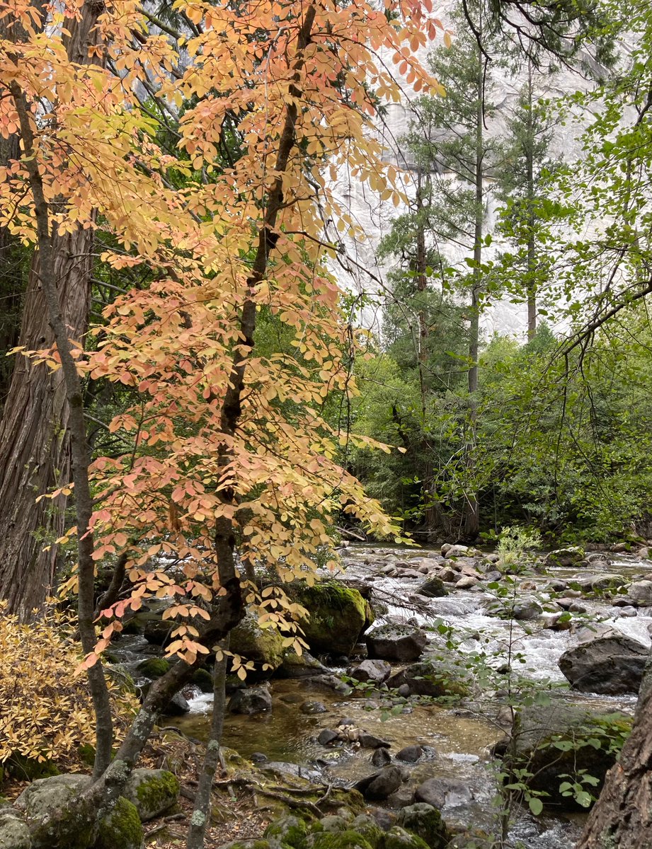 Drifting
on the winds of change
autumn leaves.

#haiku #NaturePhotography
