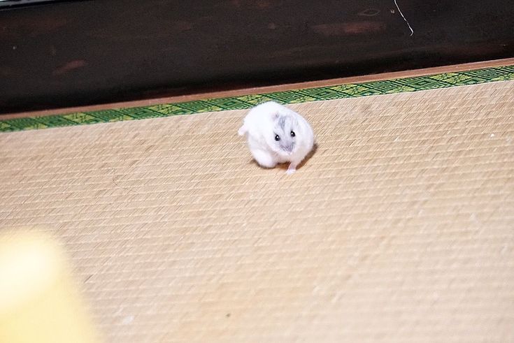 Tweets Of Hamster (@tweetsofhamster) on Twitter photo 