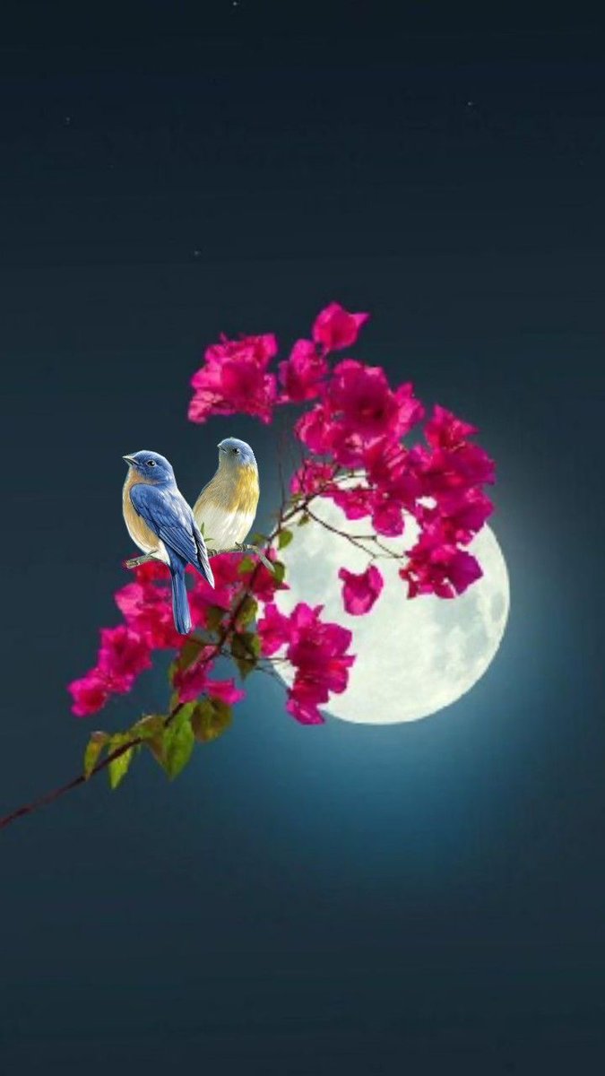 سلام علیکم 
Söylesene hafız...
Bizim sol yanımıza konan kuşlar,
Hep hicran mı taşır kanatlarında. ?

HAYIRLI AKŞAMLAR HERKESE. ☕💫