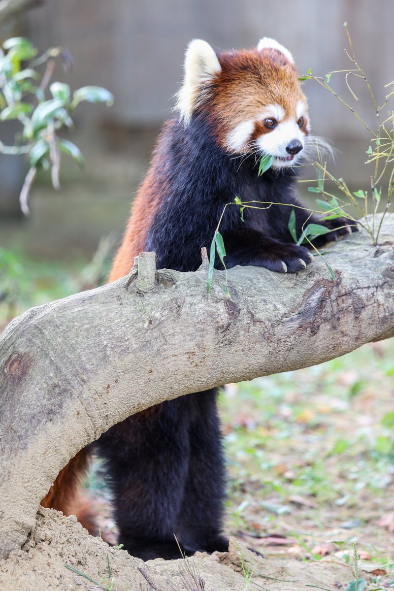 おさかなさん on X