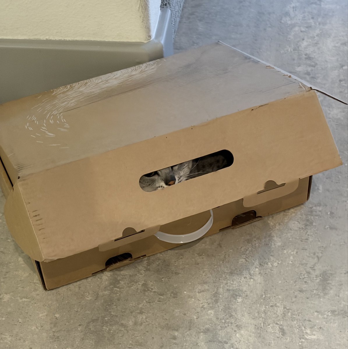 Happy #Caturday from Miss Sobekneferu.