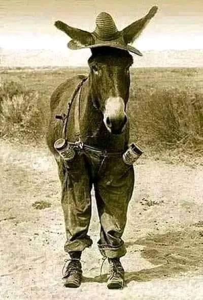 انتخبوا  درش رمز الذكاء وترعة المفهومية