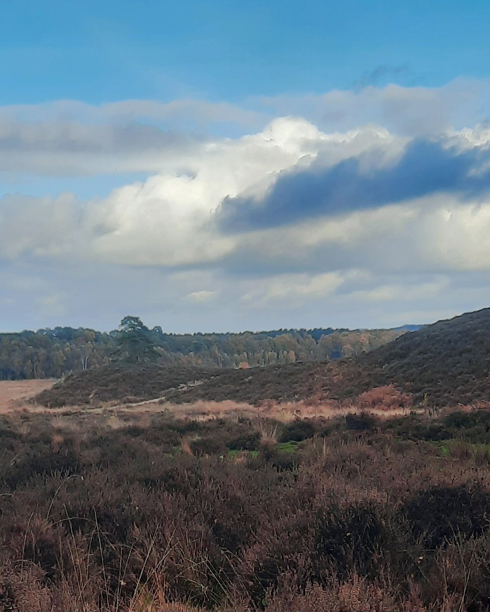 mycathardy's tweet image. Dersingham Bog, Norfolk #bogs #Norfolk #clouds