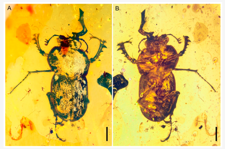 【白亜紀の琥珀から現れたクワガタ】
ミャンマー産白亜紀の琥珀から、南半球に現生種をもつ希少なクワガタムシ亜科「Lampriminae」の最古の化石が発見された。

この新属新種Prostreptocerus