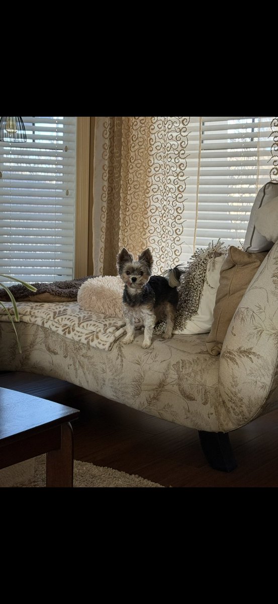 Happy Saturday! Gio’s little paws and big heart are wishing you the sweetest day! 🐶✨🐾🫶🏼🥰💕