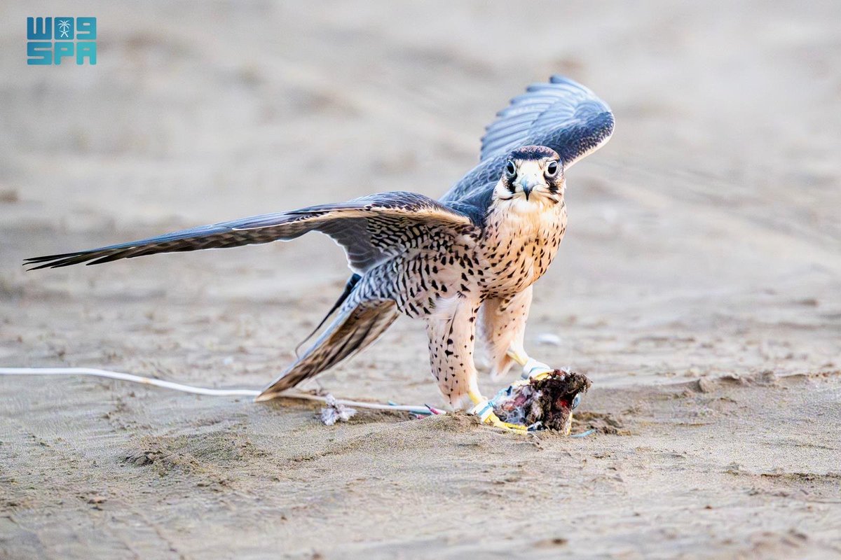 الصقر وإنسان الساحل الغربي.. علاقة أصيلة تجسد روح الانتماء العربي الممتد على شواطئ الليث.
spa.gov.sa/N2438938
#واس