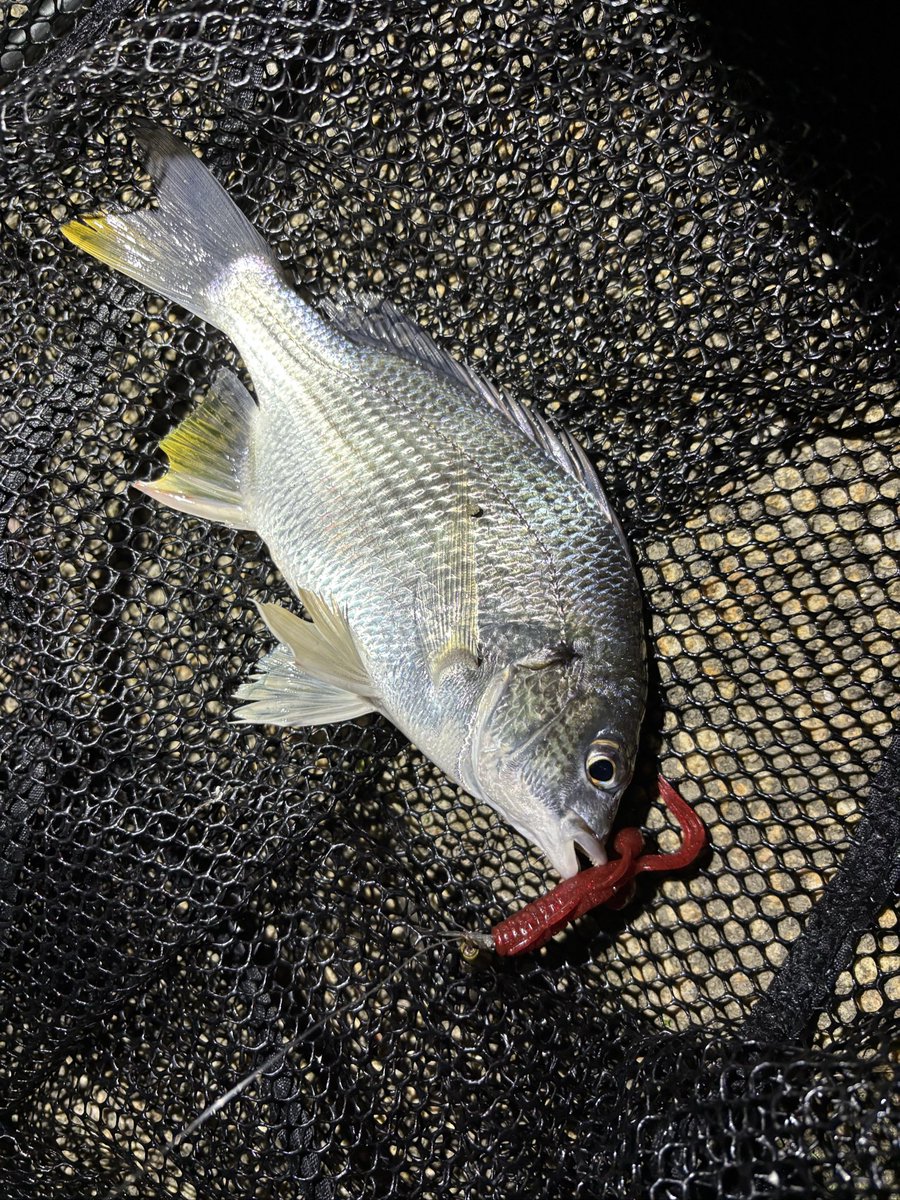 どうしても釣り足りない…ということで、ご近所ミッドナイト。
ここでチビレとは…😅