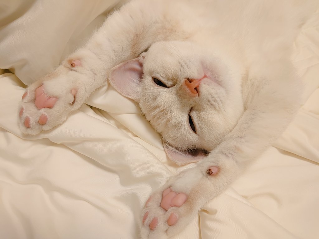 ショコラが我が家に来て一週間。
すっかり無防備になりました😊