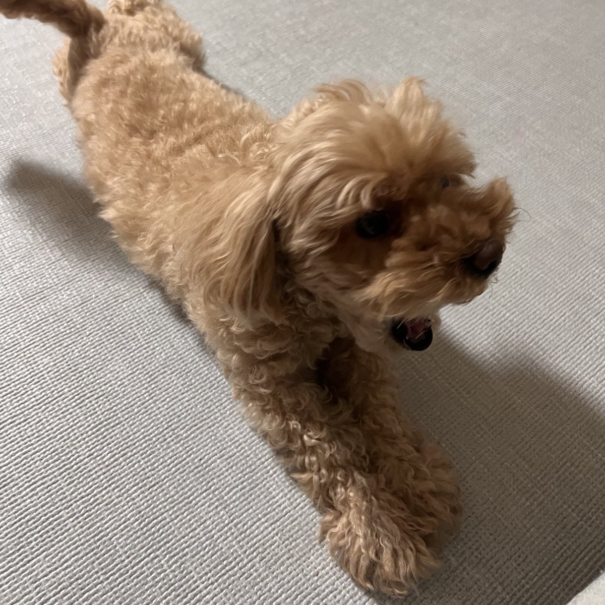 딴강아지(머털이) 만지고 왔더니
킁킁킁킁하다가 화냄ㅠㅠ