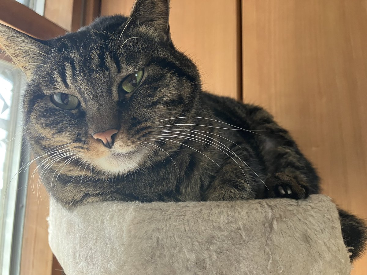 【ねこ】 Since the baby arrived, Ten-chan has been acting strange - YouTube