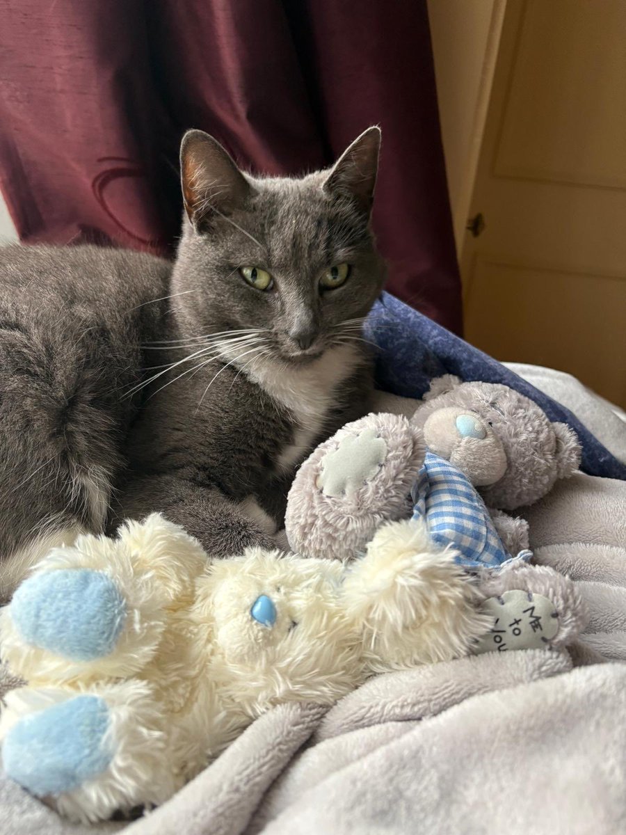 Happy Caturday from Poppy