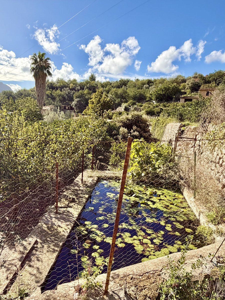 I never need an excuse to take a walk home from Fornalutx but yesterday the weather was absolutely perfect 🤩☀️👌Lovely local chums kept offering me lifts but the air, palpable sense of peace &amp; vistas were simply too good to miss ☺️
