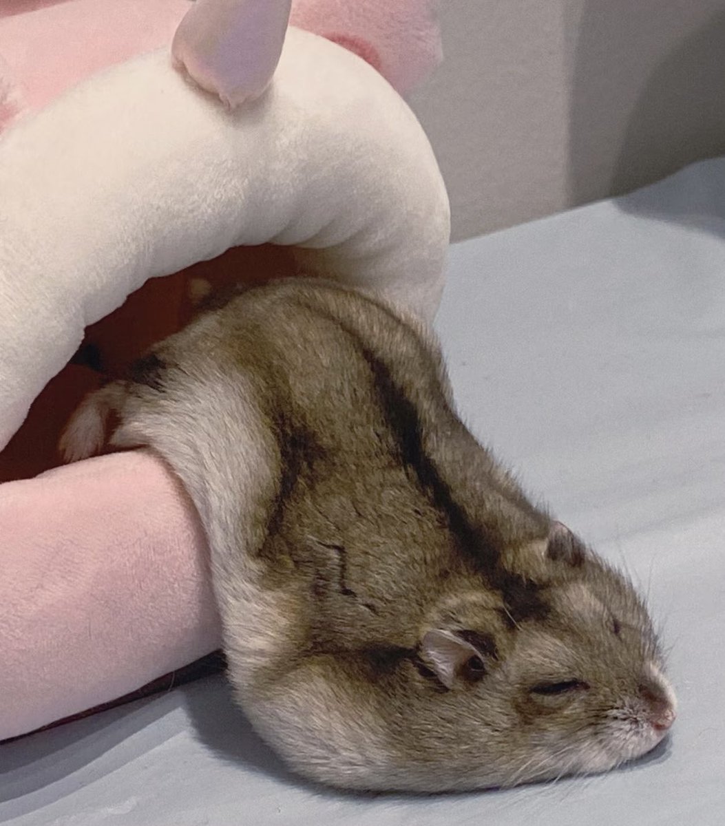 最近这行情吧，dip越来越低，像鼠鼠挖的洞，越挖越往下。量也没了，像是鼠鼠趴那儿装死。

但你想想，哪只鼠鼠不是这么过来的？冬天该囤粮就囤粮，该装死就装死。K线沉了，社区还在，这才是最值钱的底气。