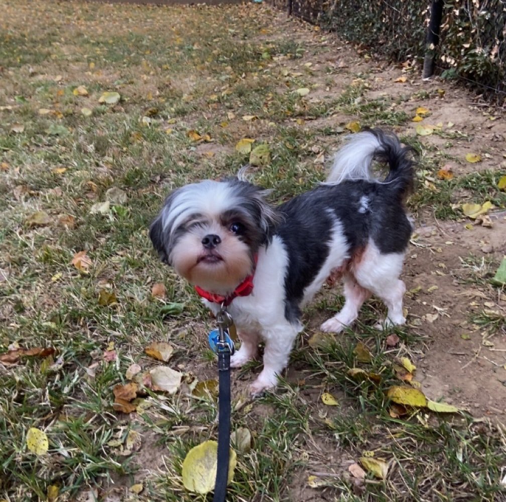 ThePunkPrinzez's tweet photo. I have the cutest doggie in the world!!! https://t.co/hNB37hpkfT